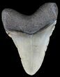 Bargain, Megalodon Tooth - North Carolina #51003-2
